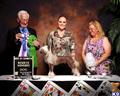 Chinese Crested